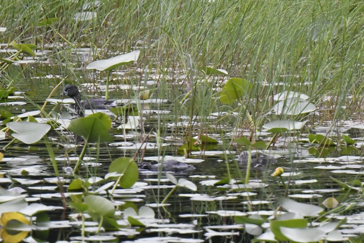 Pied-billed Grebe - ML620422652