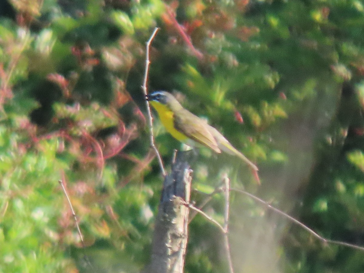 Yellow-breasted Chat - ML620422655