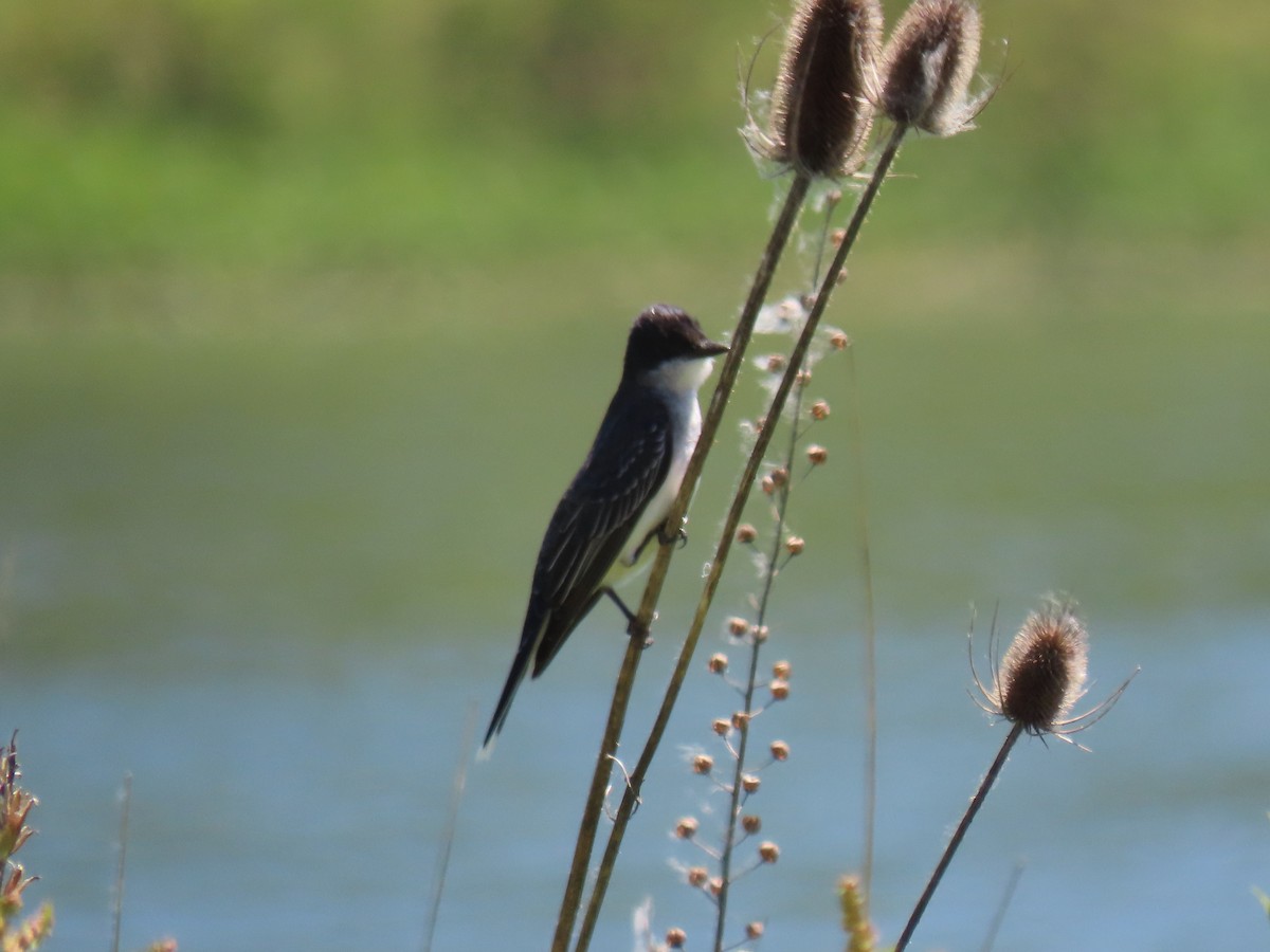 Eastern Kingbird - Nancy Stotz