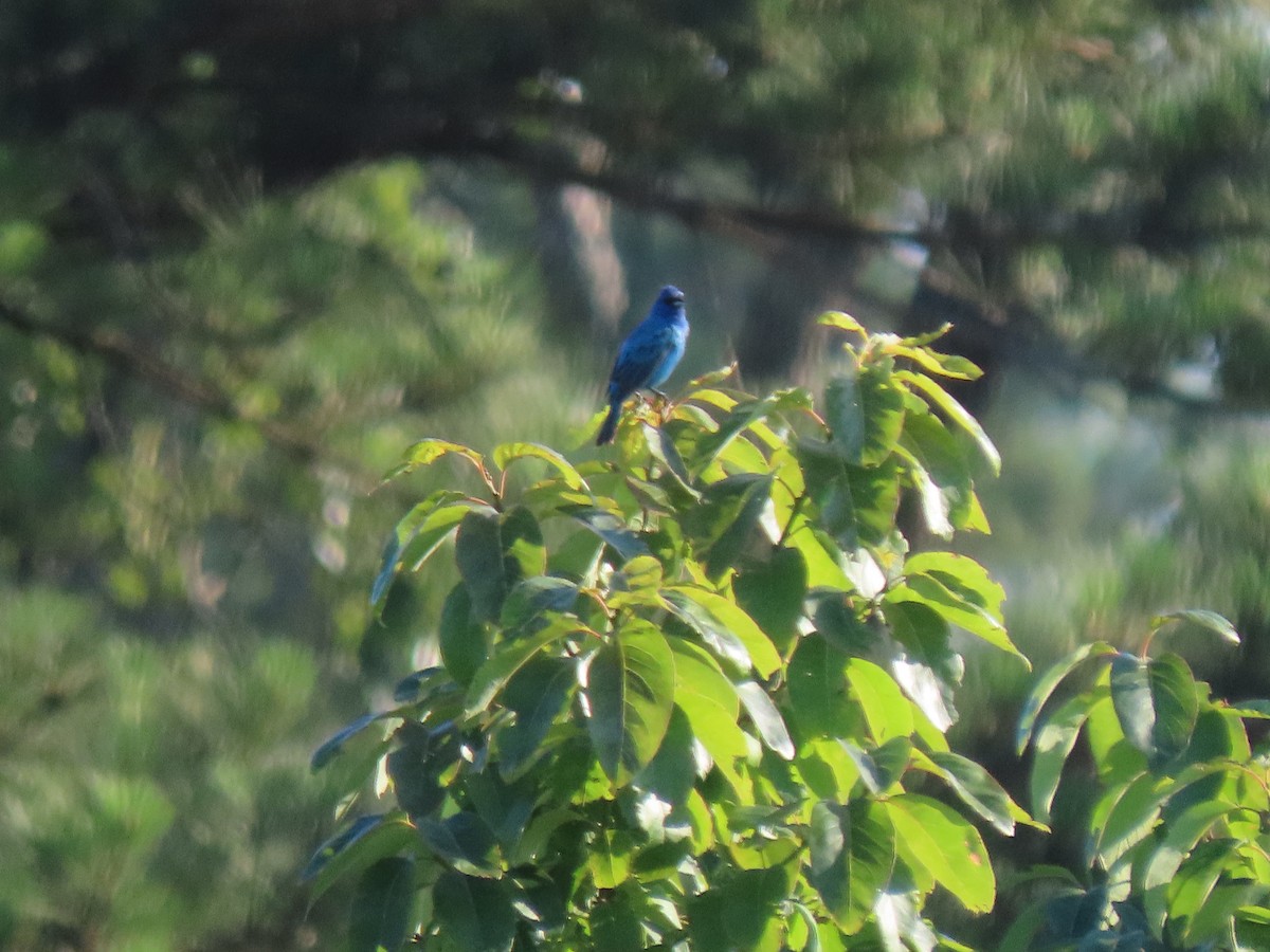 Indigo Bunting - ML620422662