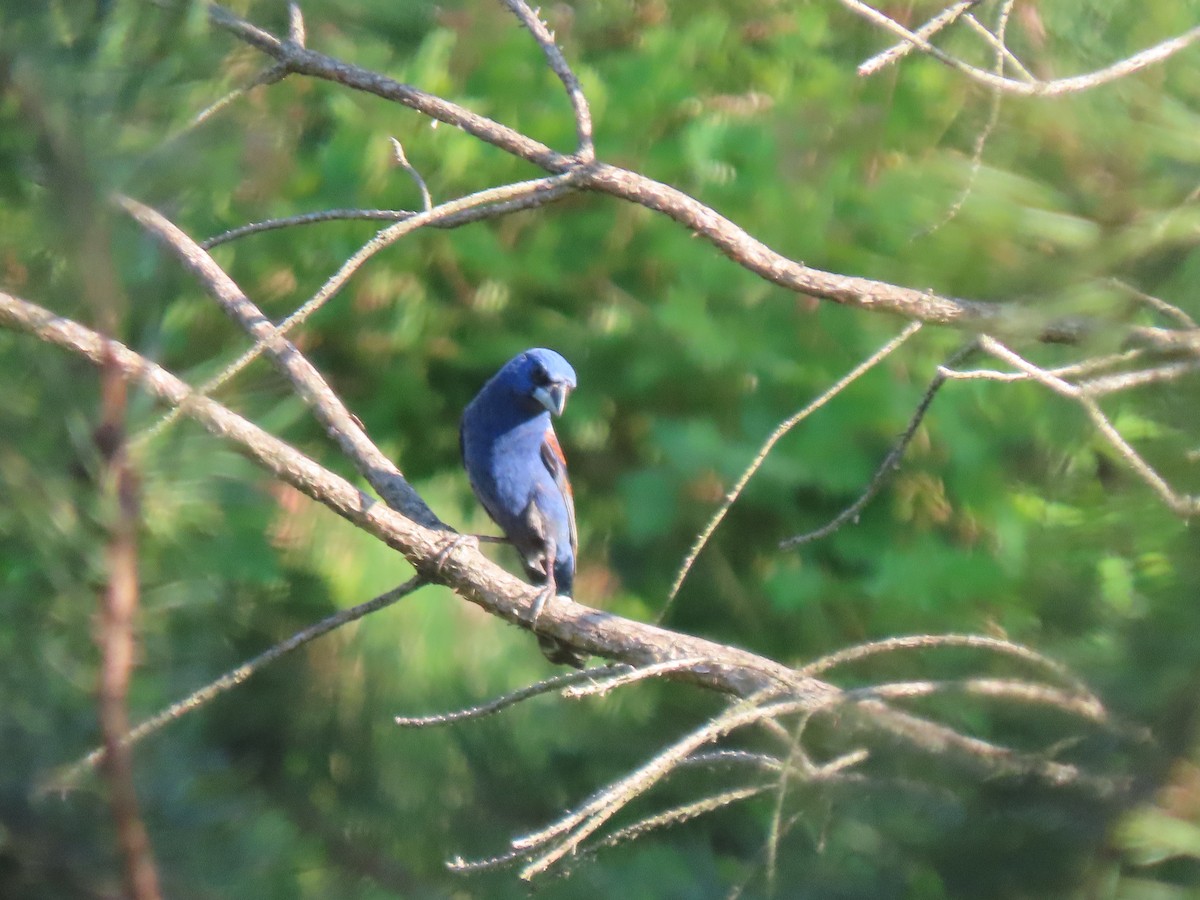 Blue Grosbeak - ML620422665