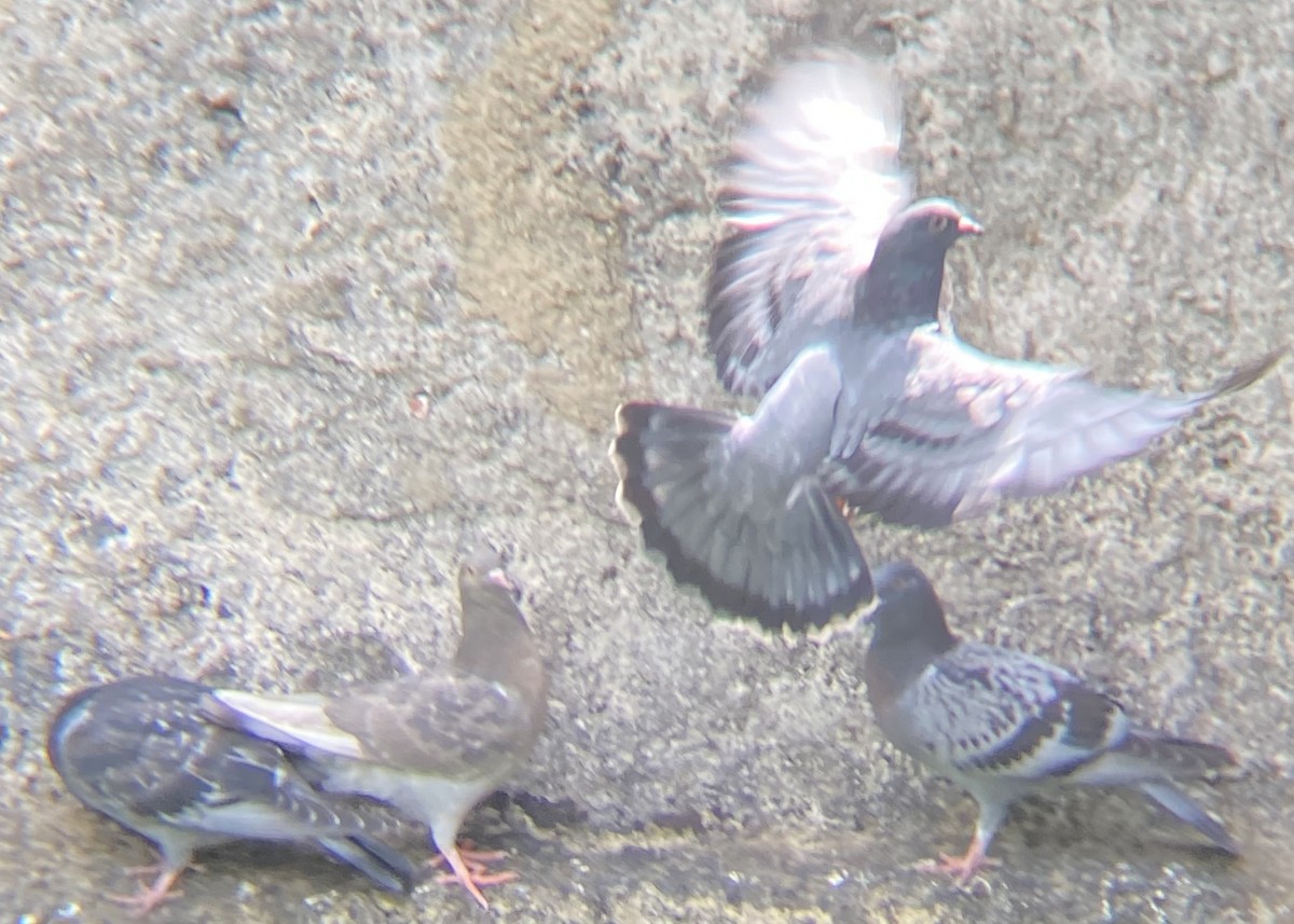 Rock Pigeon (Feral Pigeon) - ML620422667