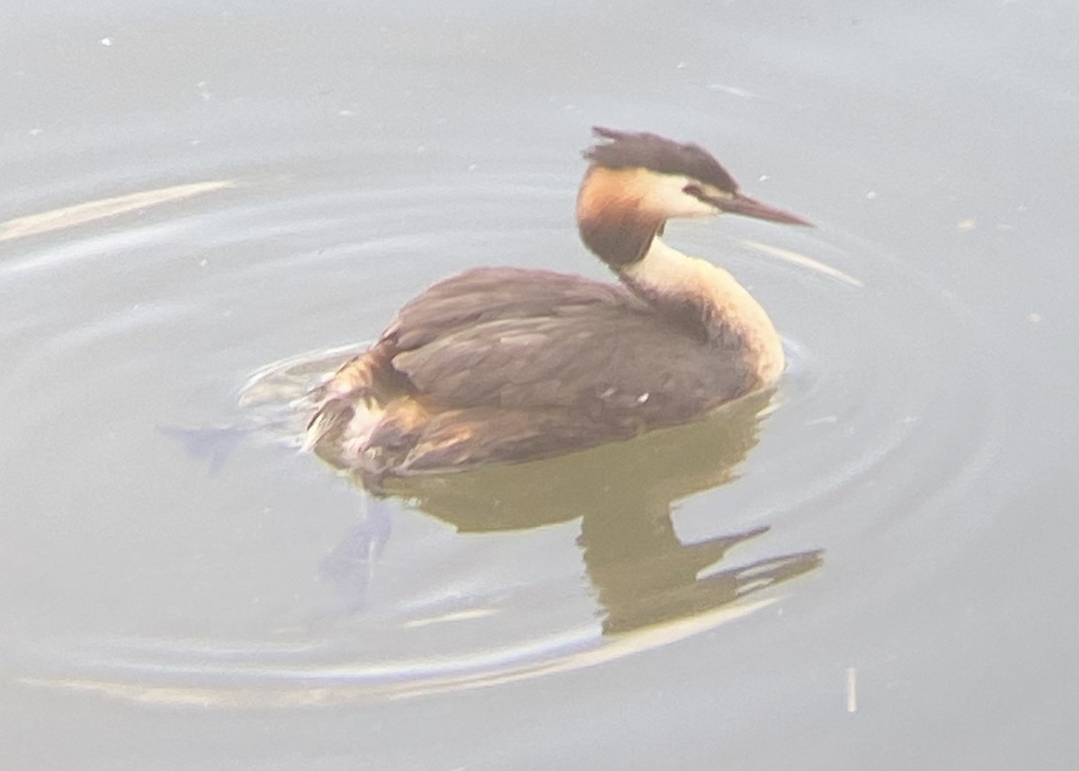 Great Crested Grebe - Caroline Castagna