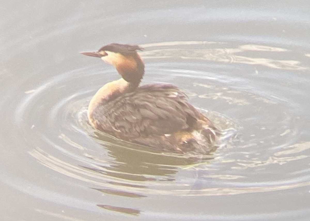 Great Crested Grebe - ML620422693