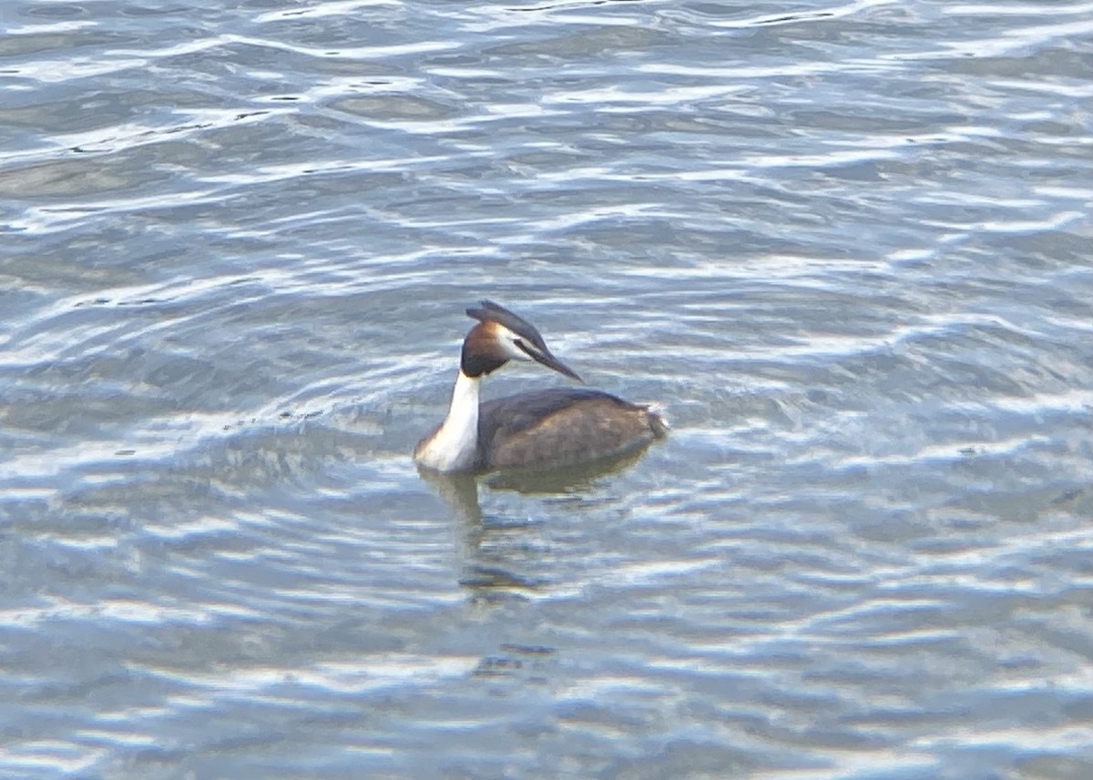 Great Crested Grebe - ML620422694