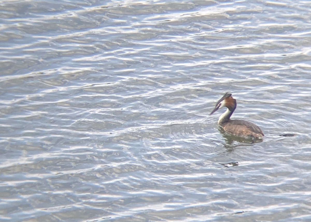 Great Crested Grebe - ML620422695
