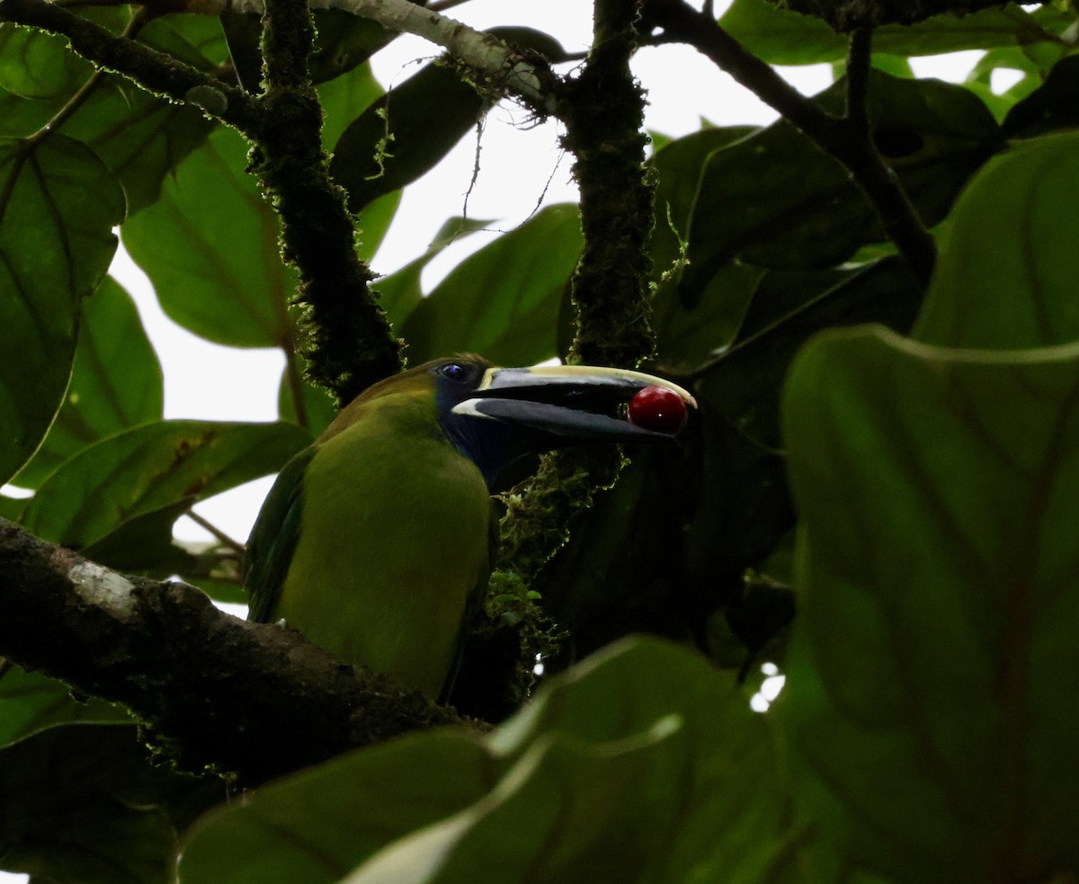 Northern Emerald-Toucanet - Chenery  Kinemond