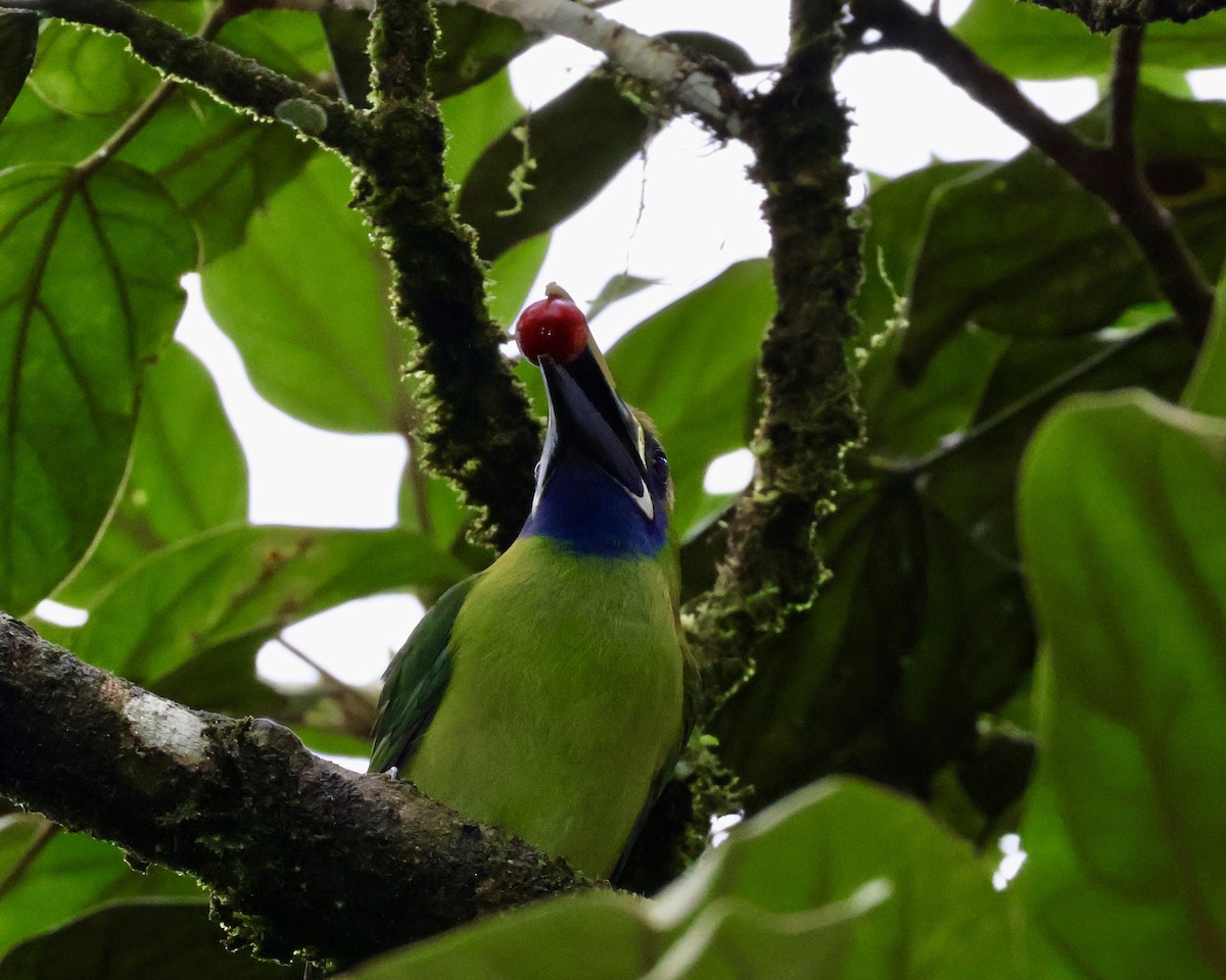 Northern Emerald-Toucanet - ML620422697