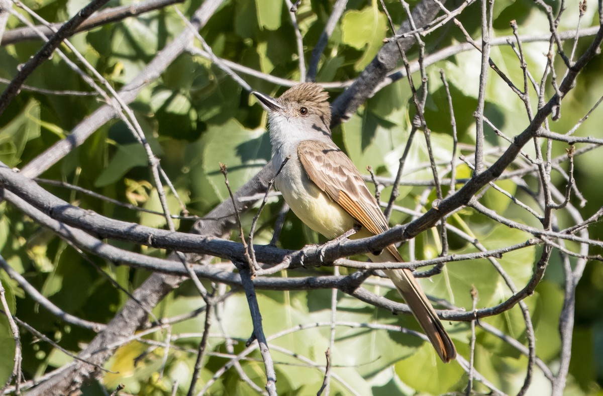 Brown-crested Flycatcher - ML620422698