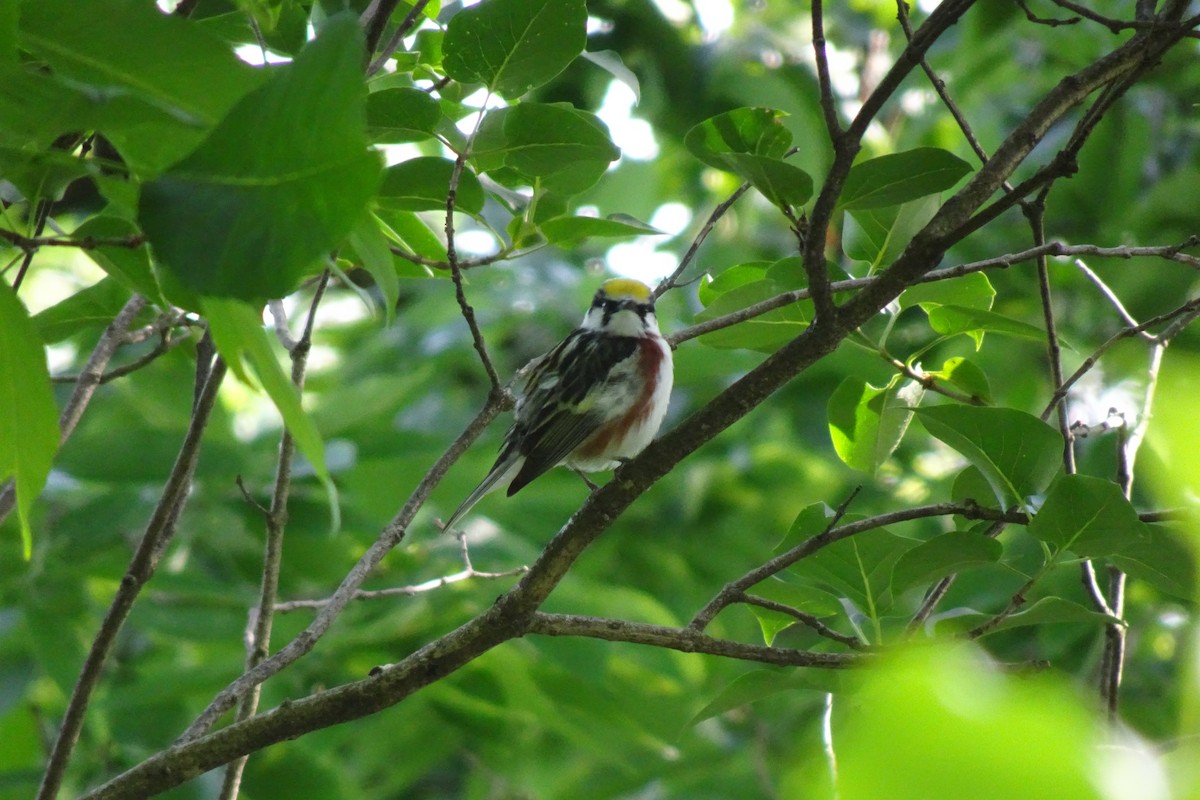 Chestnut-sided Warbler - ML620422701