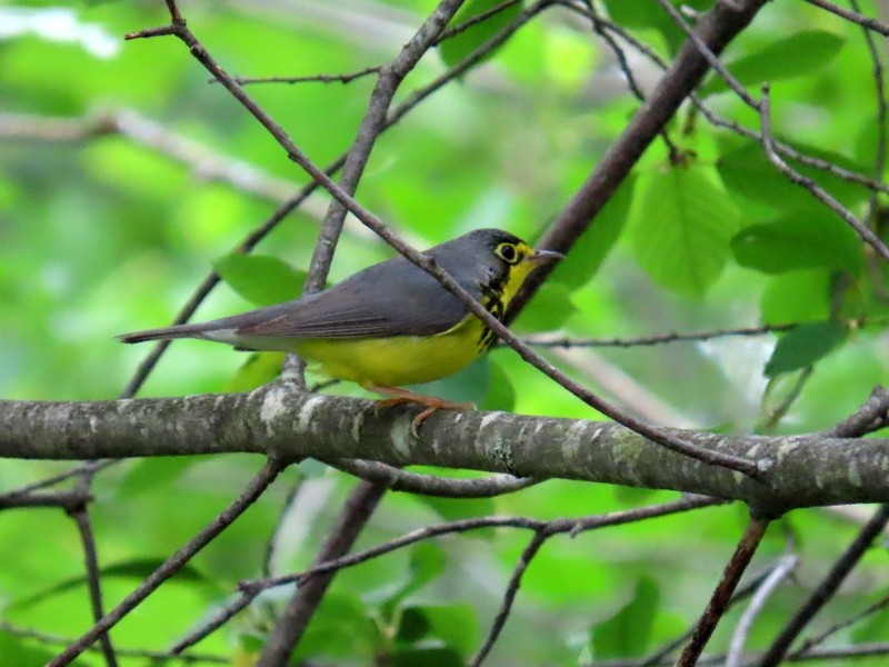 Canada Warbler - ML620422704