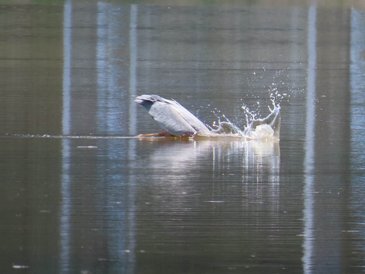 Great Blue Heron - ML620422709