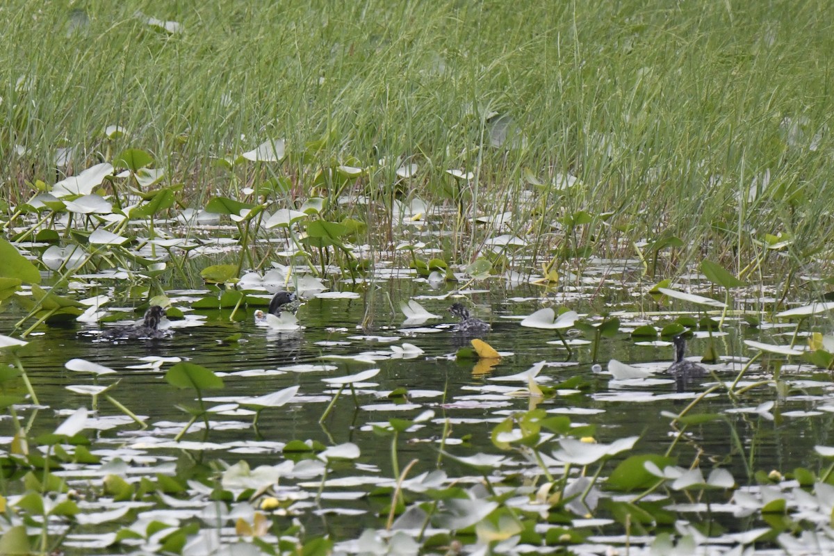 Pied-billed Grebe - ML620422720