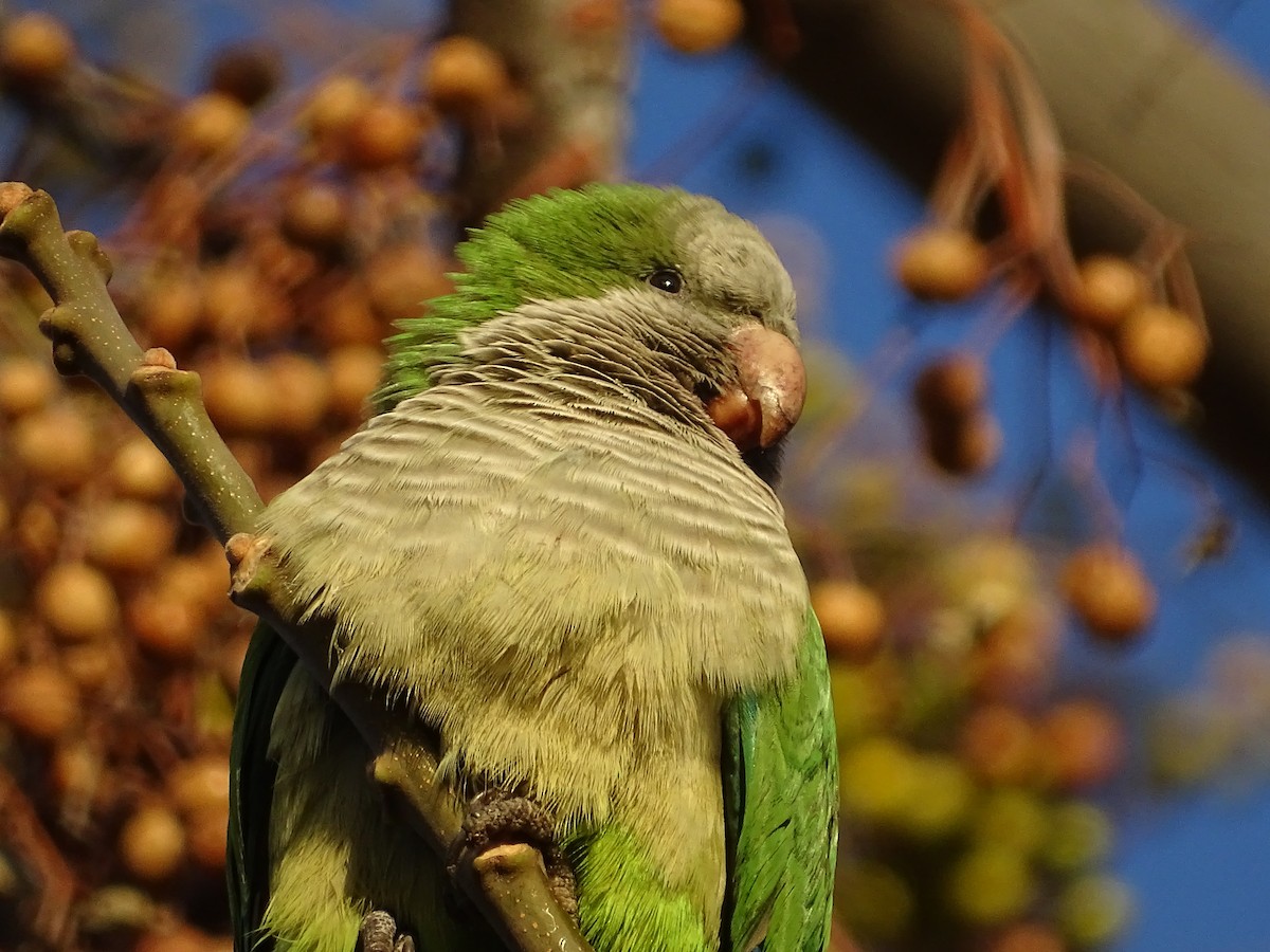 Monk Parakeet - José Ignacio Catalán Ruiz