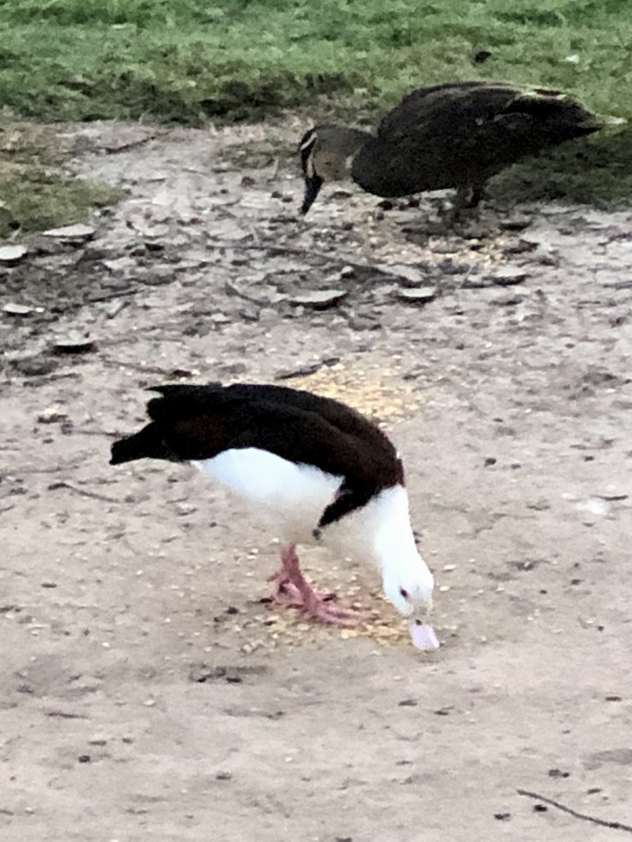 Radjah Shelduck - ML620422725