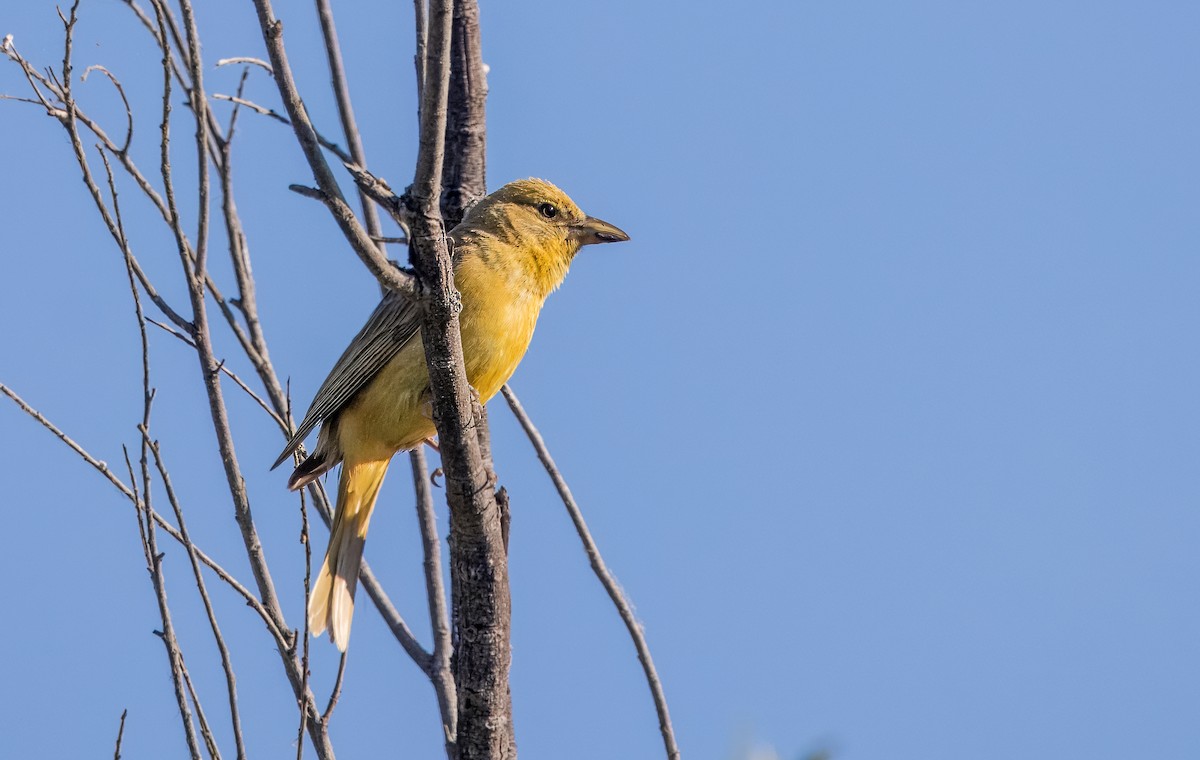 Summer Tanager - ML620422730