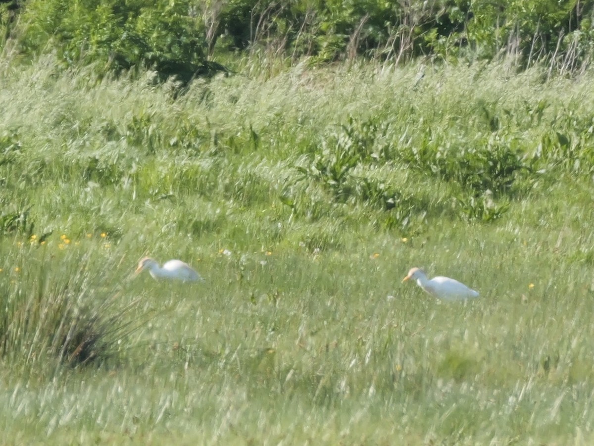 Western Cattle Egret - ML620422732