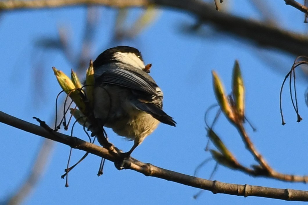 Mésange à tête noire - ML620422733