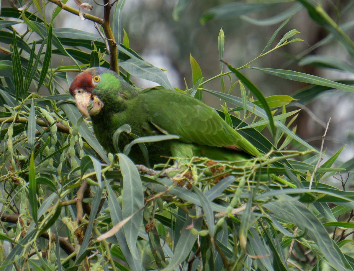 Red-crowned Amazon - ML620422736