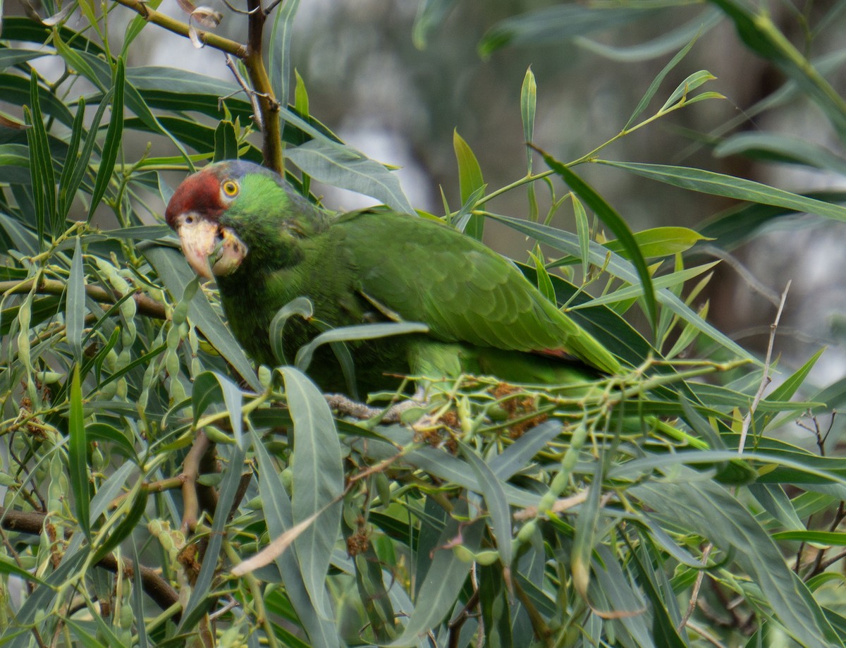 Red-crowned Parrot - Nathan Taxel