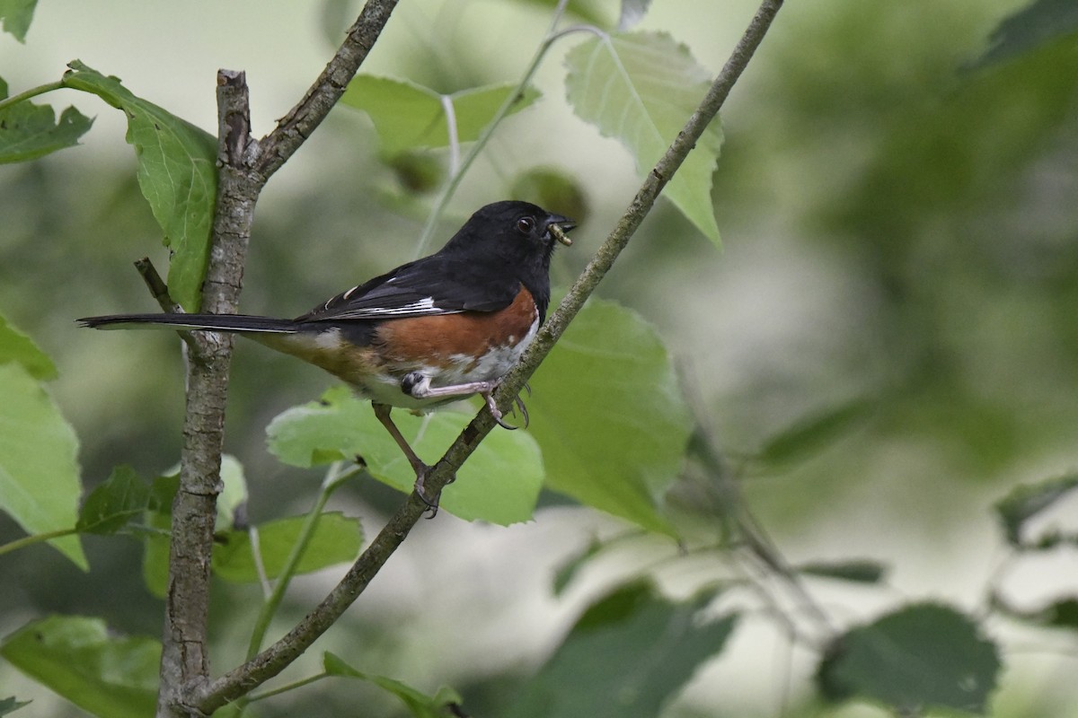 Eastern Towhee - ML620422737