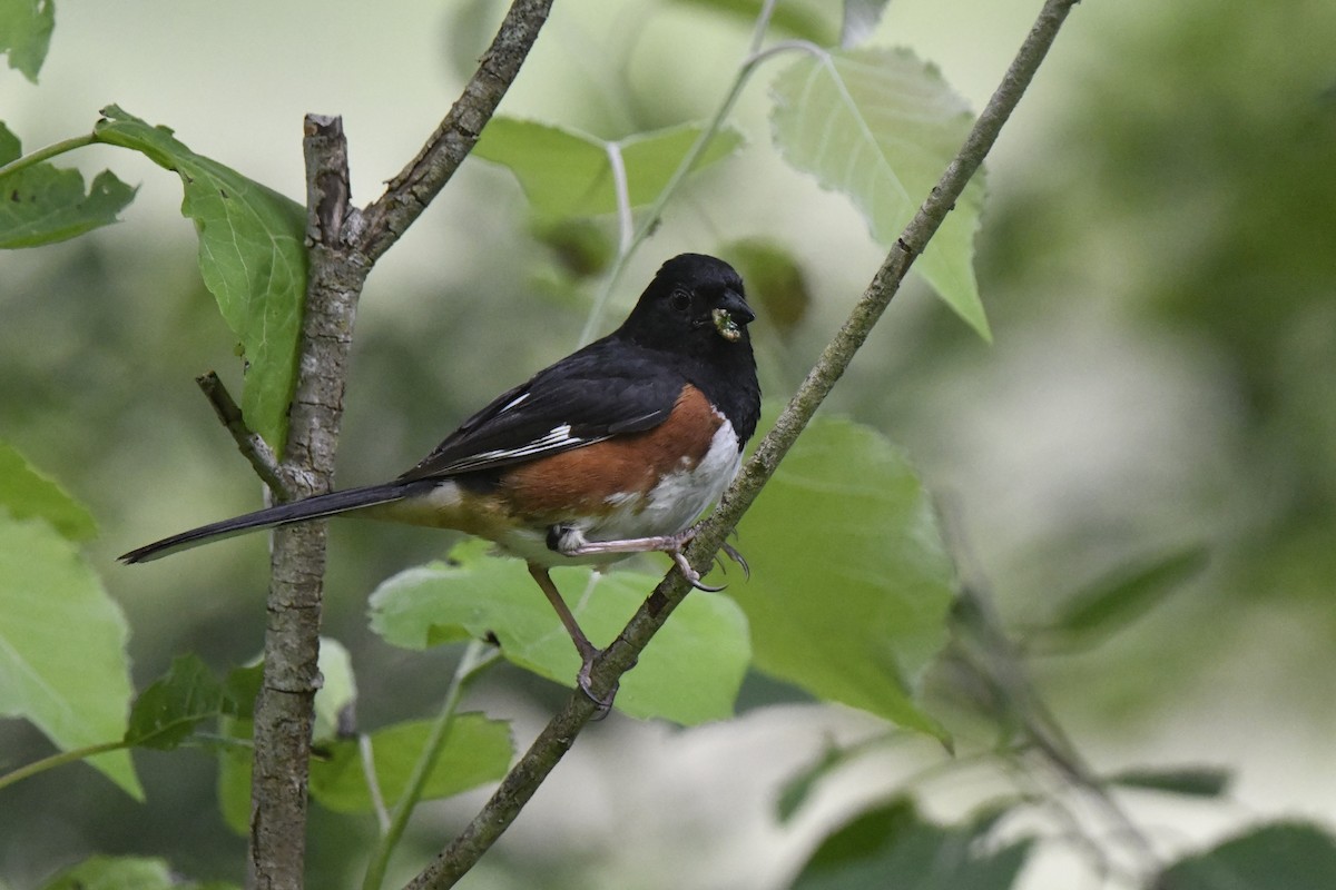 Eastern Towhee - ML620422742