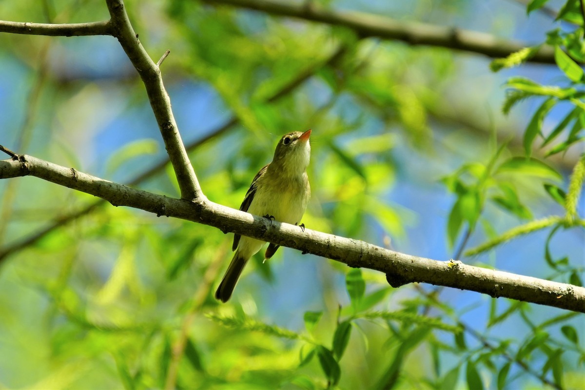 Eastern Wood-Pewee - ML620422743