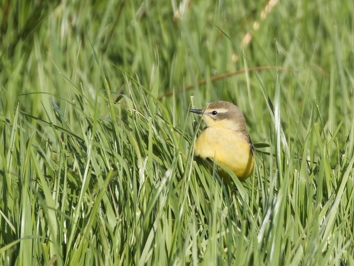 Western Yellow Wagtail - ML620422744