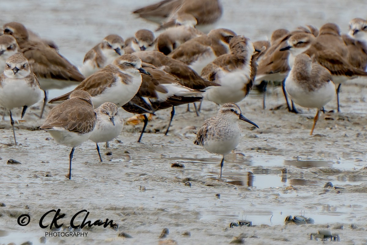 Broad-billed Sandpiper - ML620422751