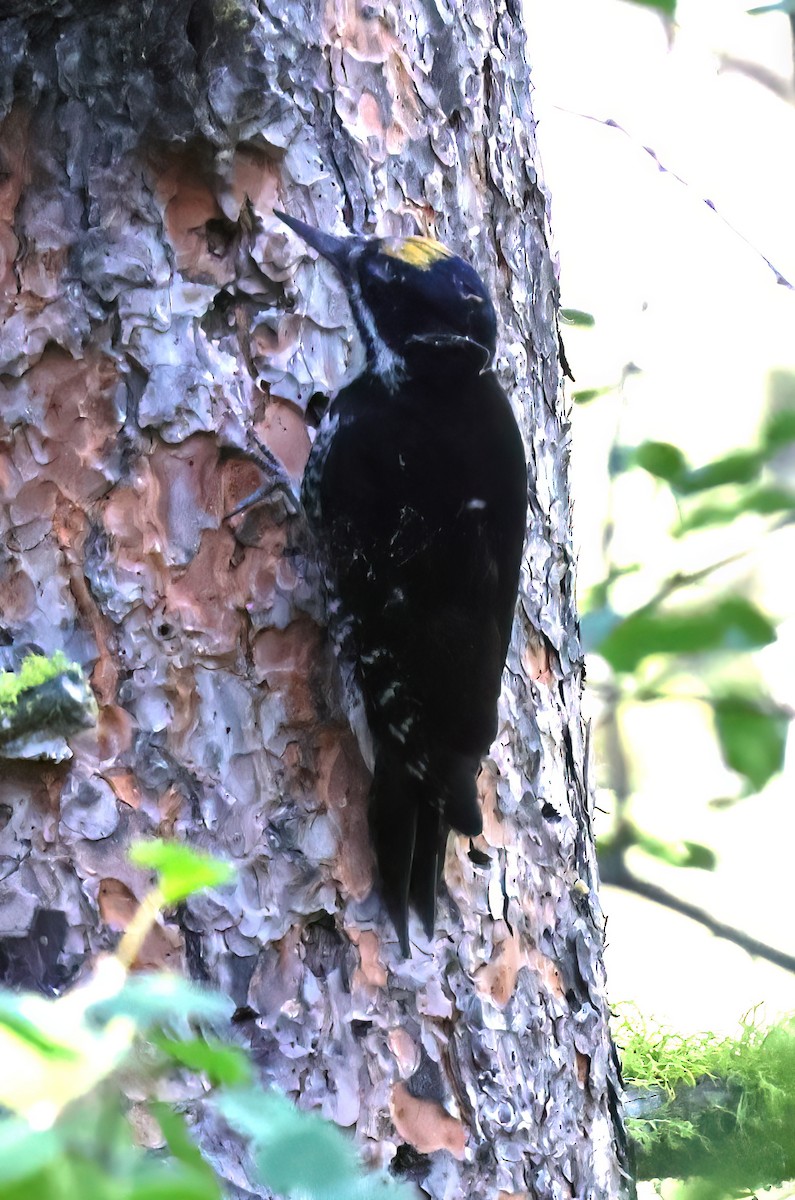 Black-backed Woodpecker - ML620422755