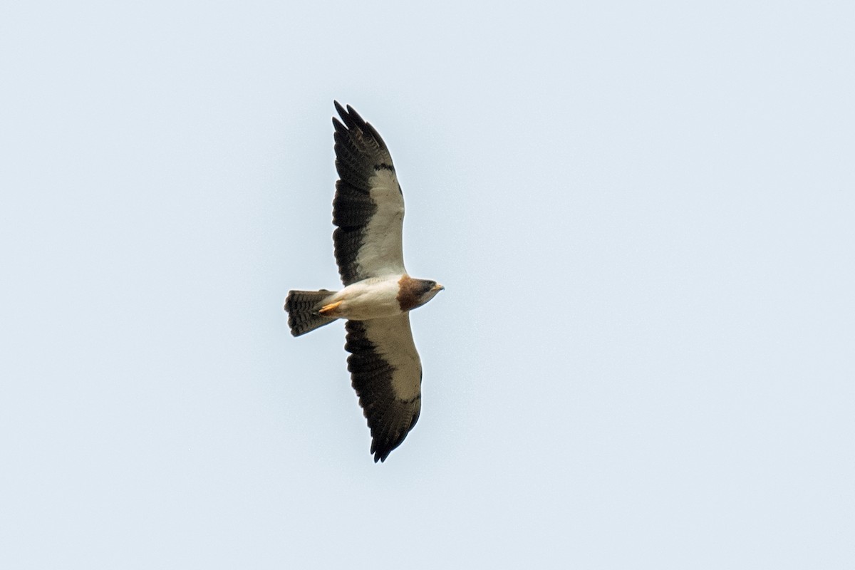 Swainson's Hawk - ML620422756