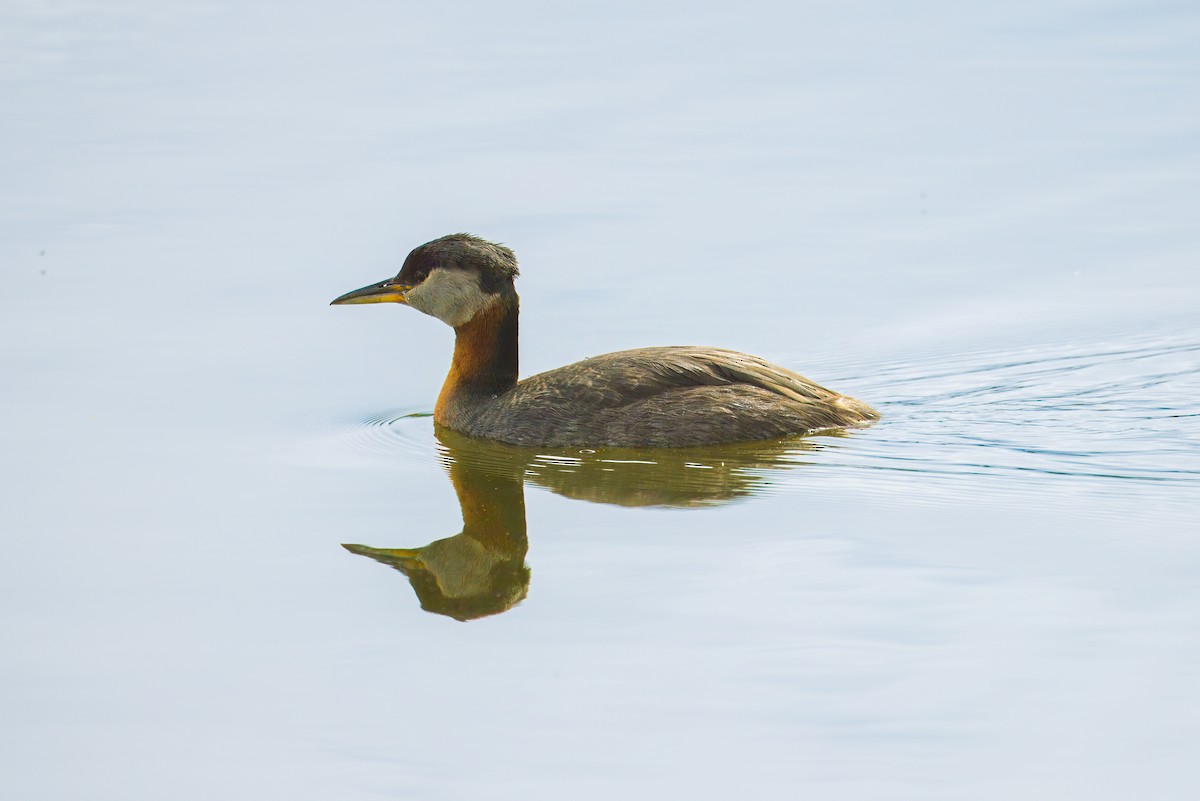 Red-necked Grebe - ML620422762