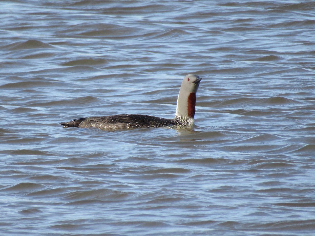 Red-throated Loon - ML620422774