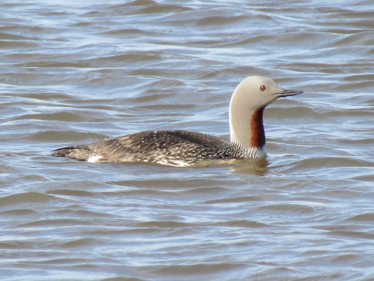 Red-throated Loon - ML620422775