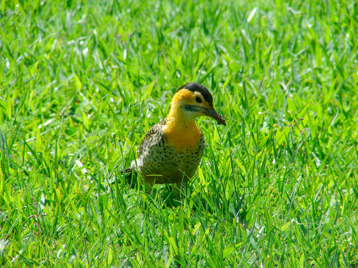 Carpintero Campestre - ML620422776