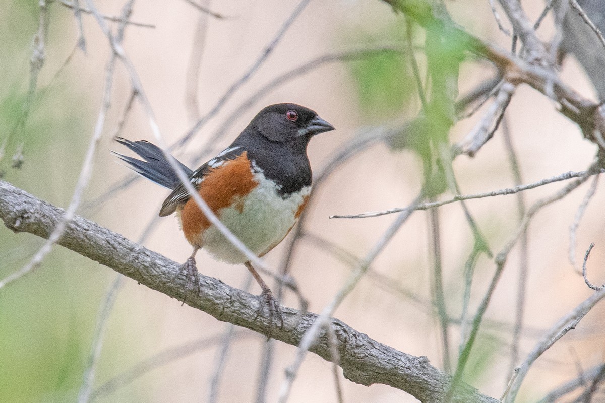 Spotted Towhee - ML620422782