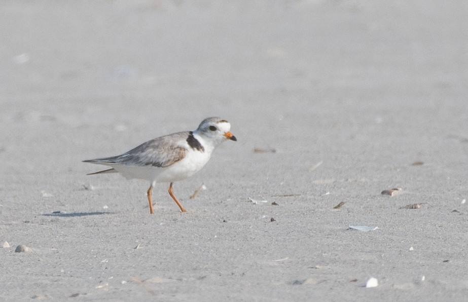 Piping Plover - ML620422806
