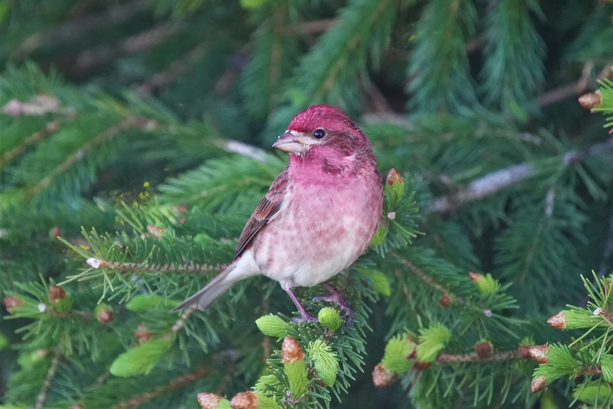 Purple Finch - ML620422811