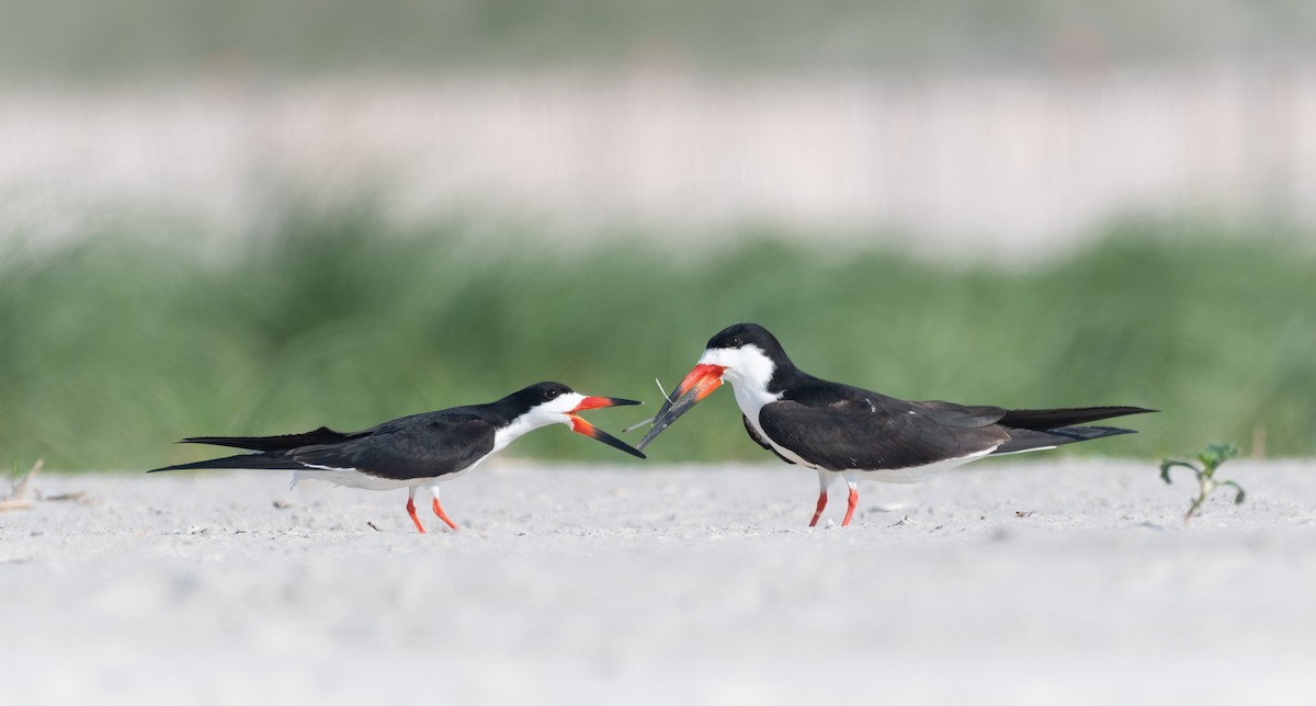 Black Skimmer - Kenta Togo