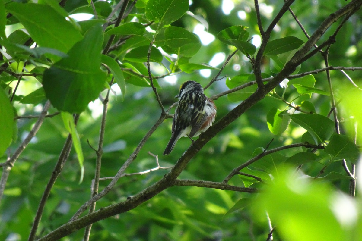 Chestnut-sided Warbler - ML620422818