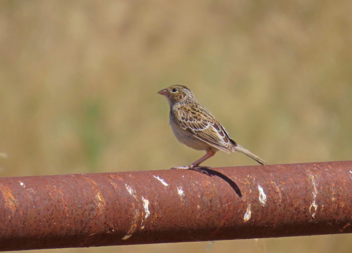 Grasshopper Sparrow - ML620422820