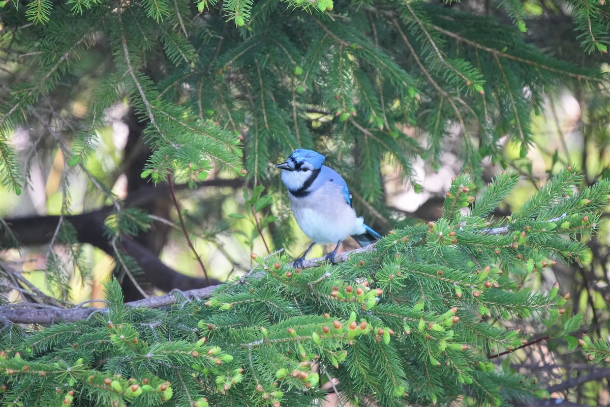 Blue Jay - Ian Langlois Vaillancourt