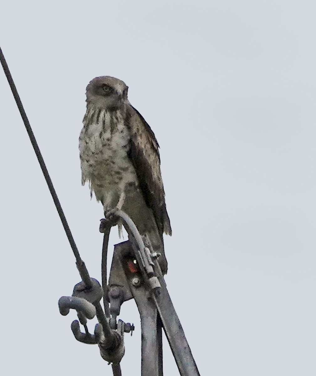 Short-toed Snake-Eagle - ML620422829