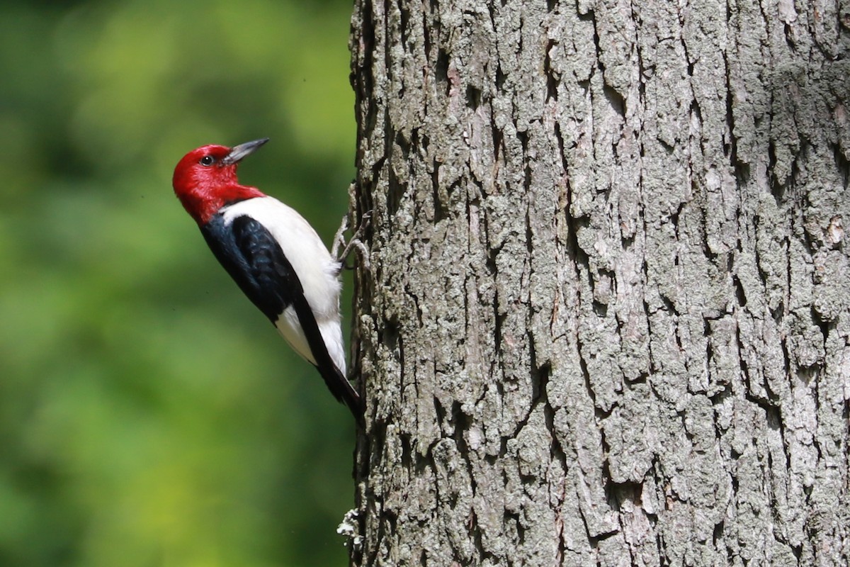 Red-headed Woodpecker - ML620422838