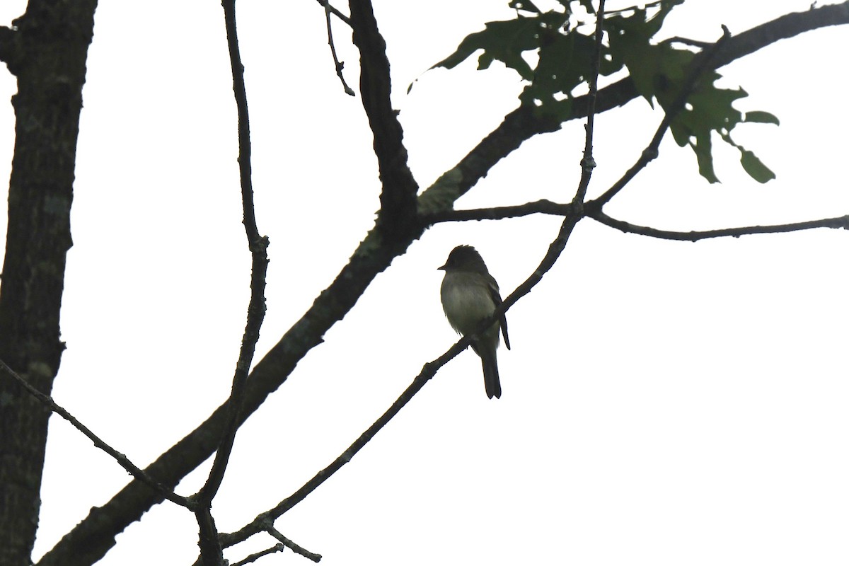 Alder Flycatcher - ML620422839