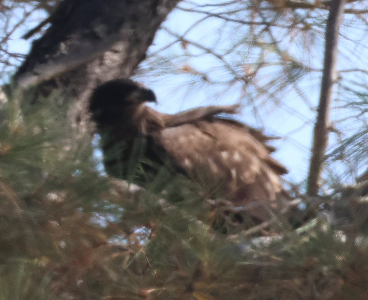 Bald Eagle - ML620422841