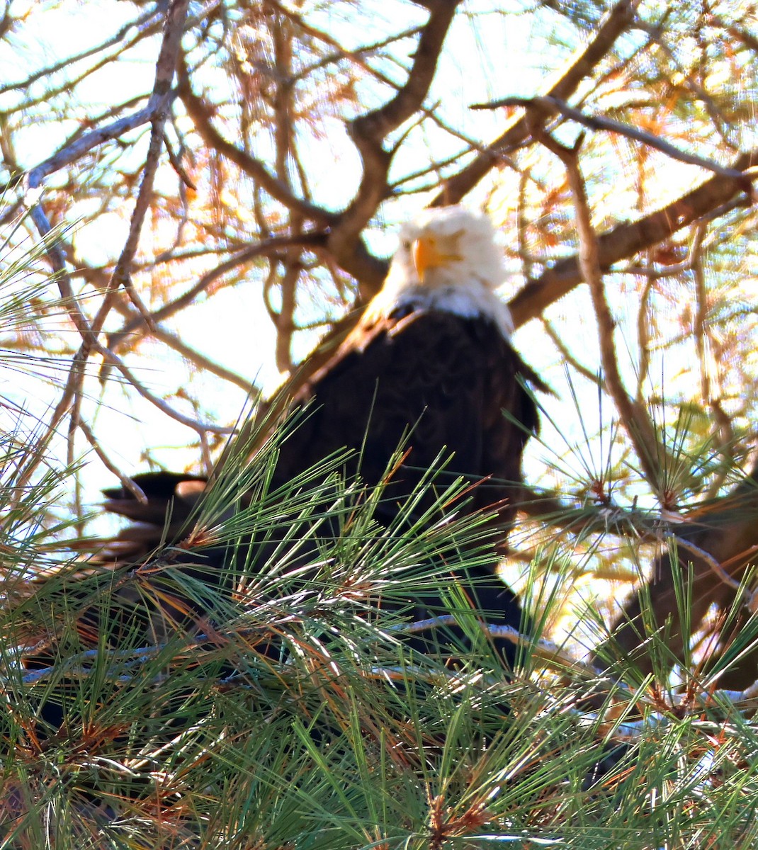 Weißkopf-Seeadler - ML620422843