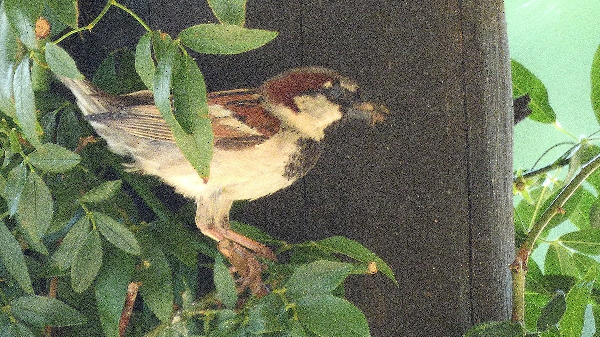 House Sparrow - ML620422846