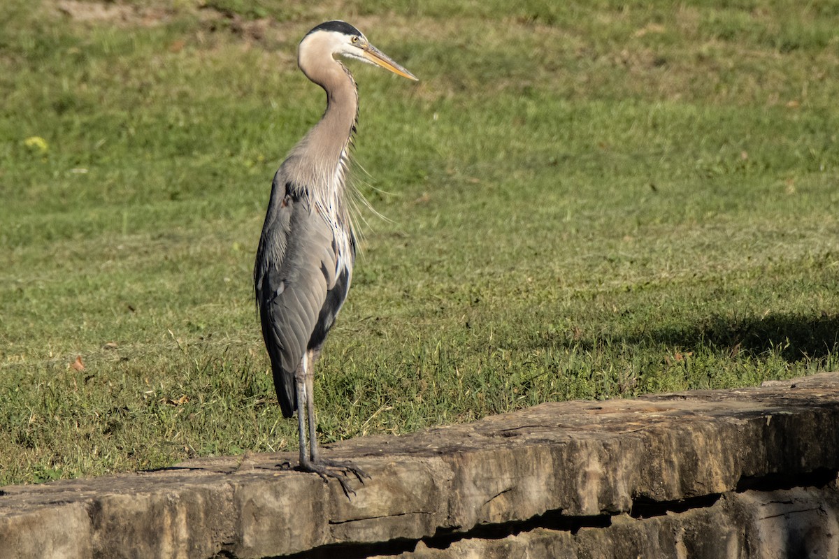 Great Blue Heron - ML620422853