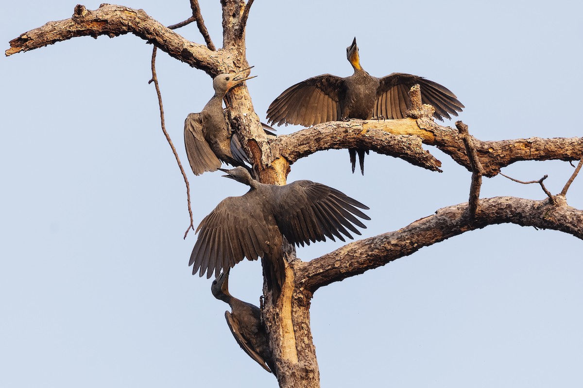 Great Slaty Woodpecker - ML620422869